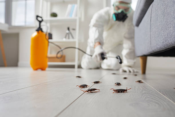 Commercial Kitchen Cockroach Control in Greenville